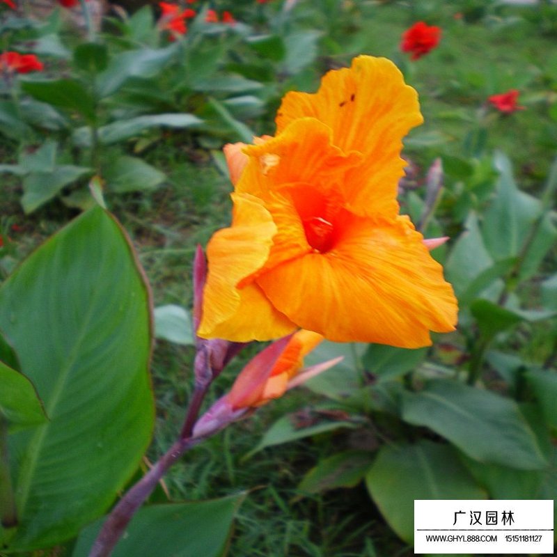 沭陽(yáng)美人蕉基地