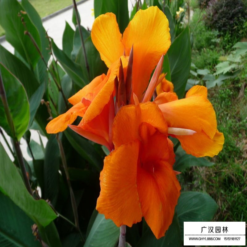 沭陽(yáng)美人蕉基地