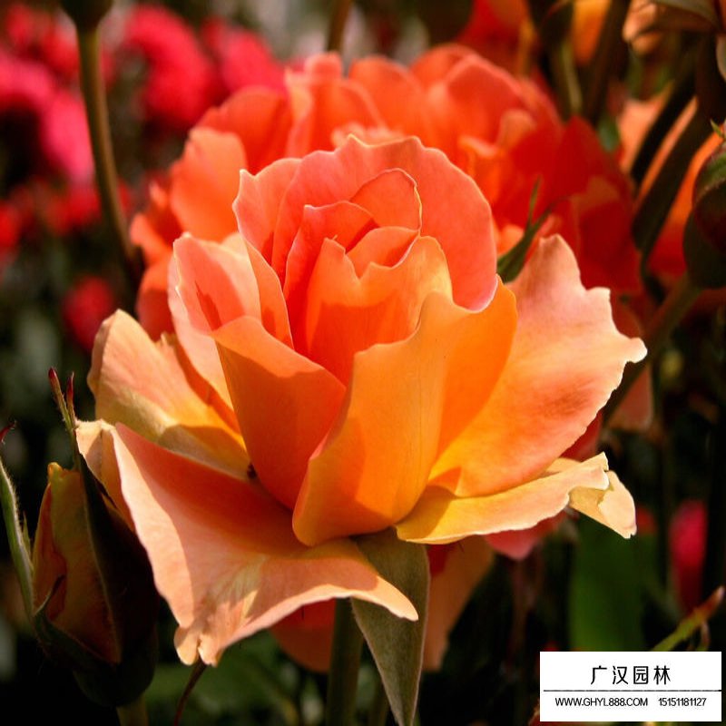 沭陽(yáng)薔薇價(jià)格