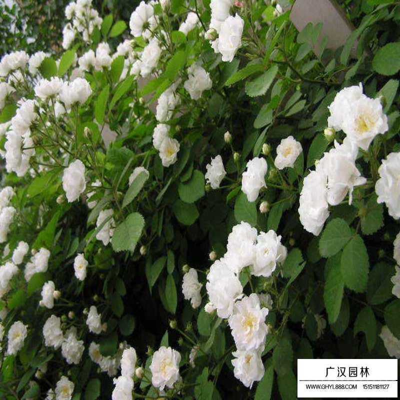 沭陽(yáng)薔薇價(jià)格
