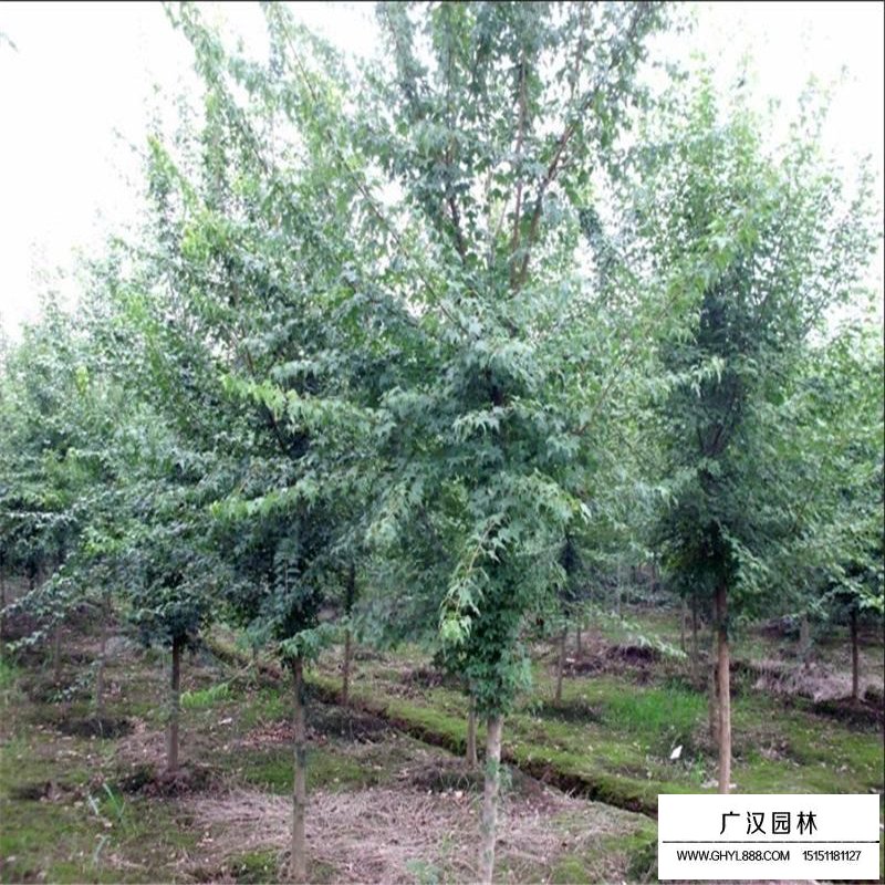 沭陽三角楓基地