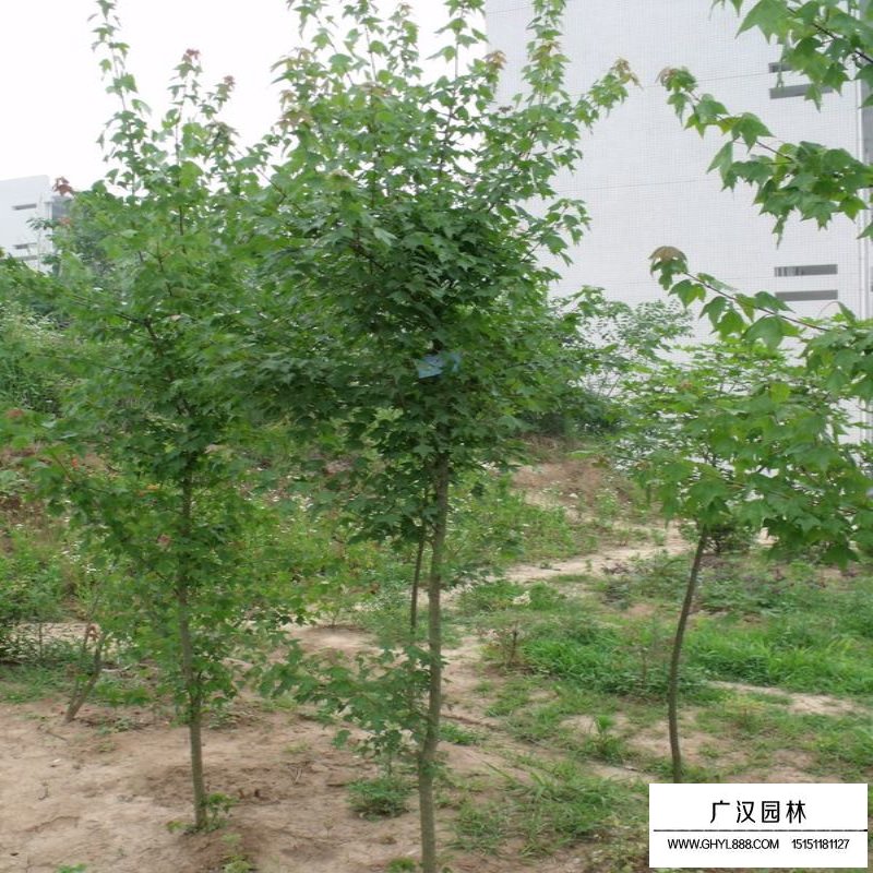 沭陽三角楓基地