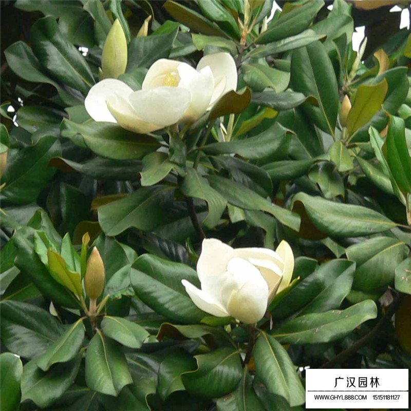 廣玉蘭沭陽基地