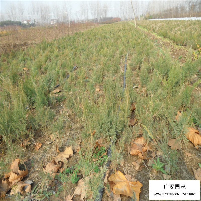 沙地柏產(chǎn)地