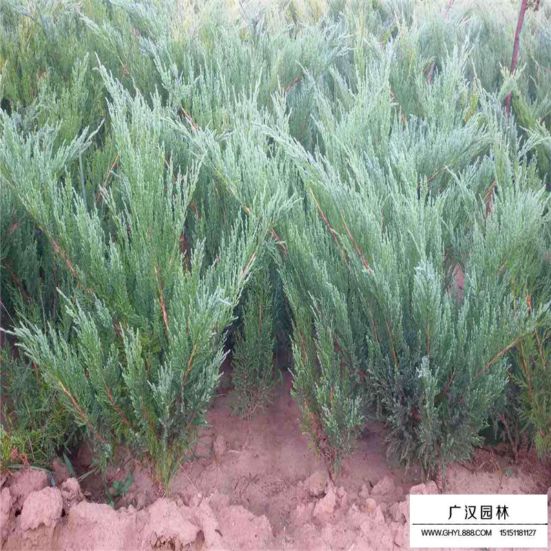 沙地柏產(chǎn)地