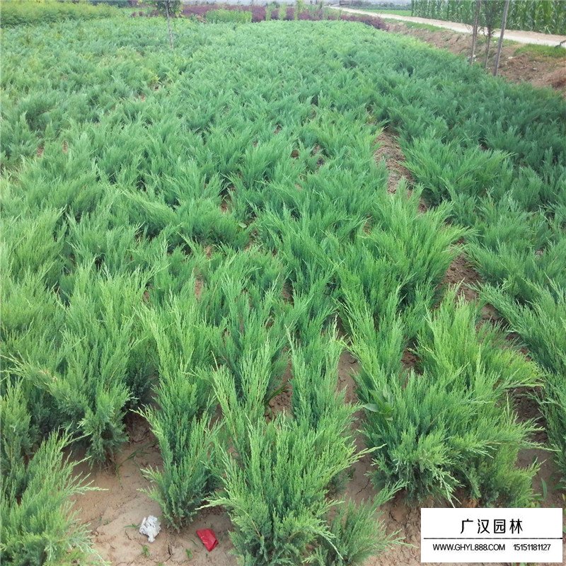 沙地柏產(chǎn)地