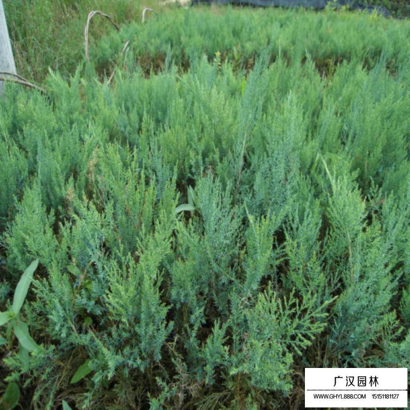 沙地柏產(chǎn)地