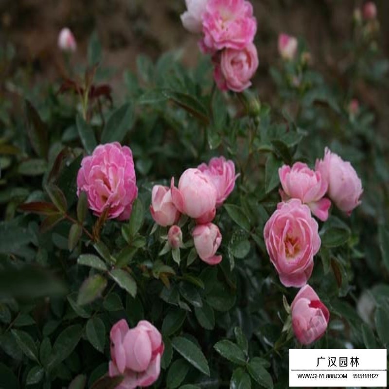 沭陽地被月季基地