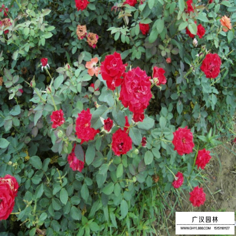 沭陽地被月季基地