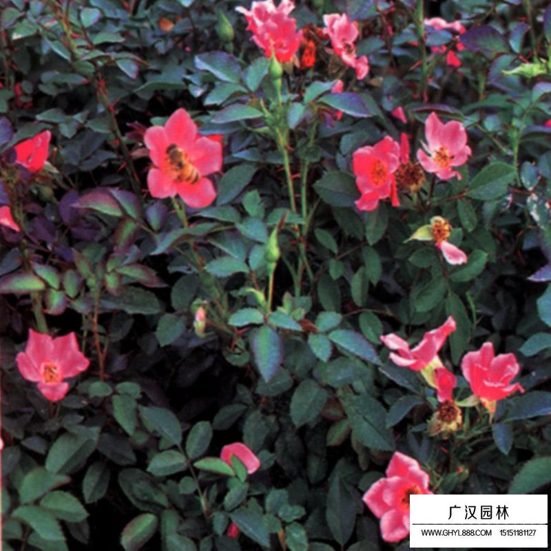 沭陽地被月季基地