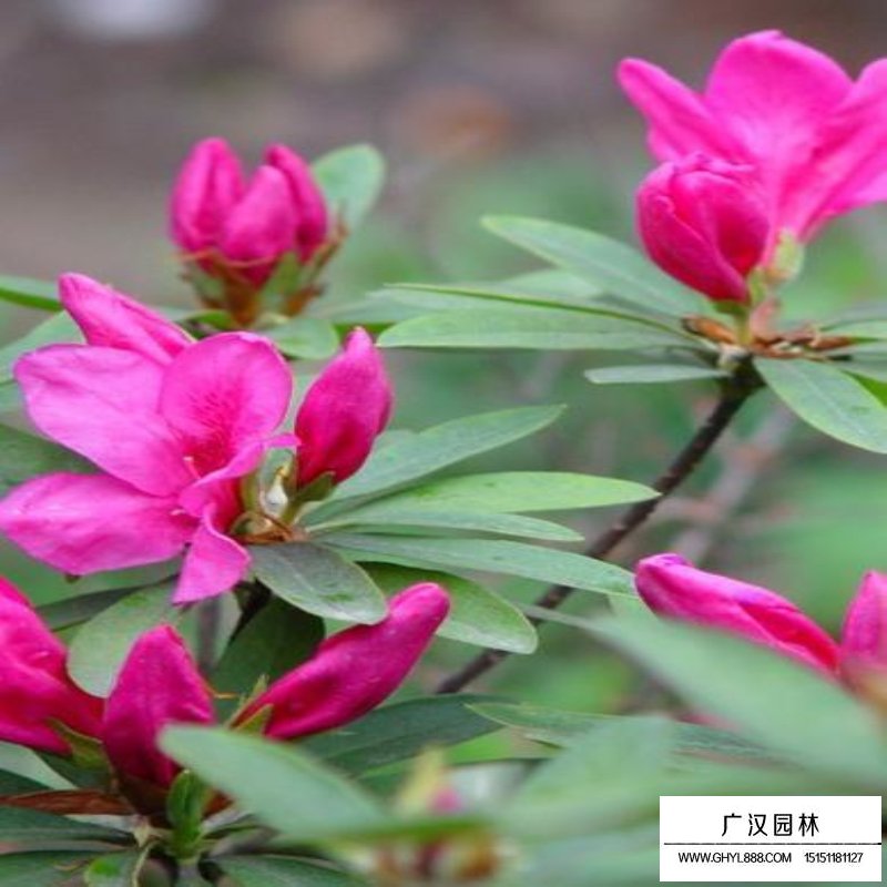 沭陽(yáng)春鵑價(jià)格