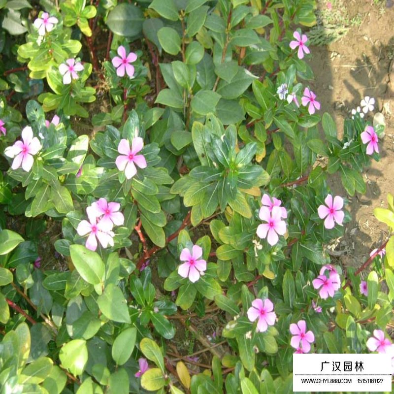 沭陽(yáng)春鵑價(jià)格