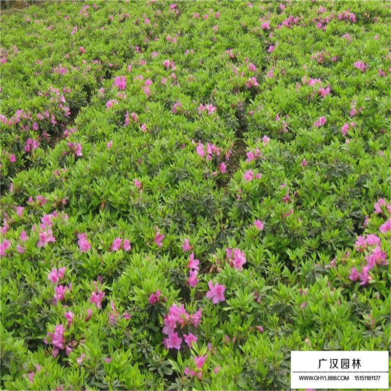 沭陽(yáng)春鵑價(jià)格