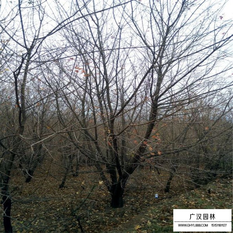 叢生五角楓產(chǎn)地