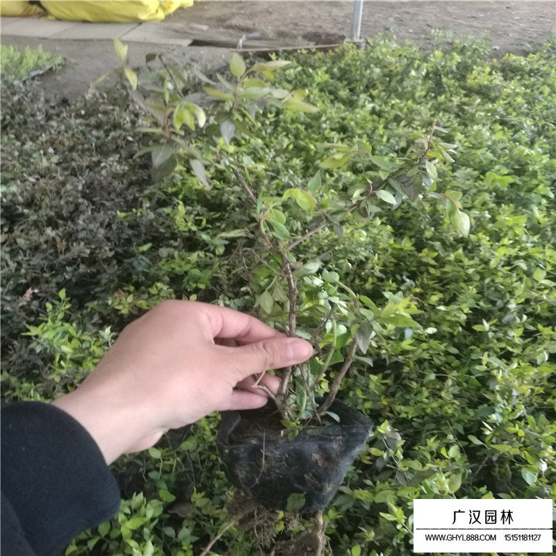 大花六道木產(chǎn)地