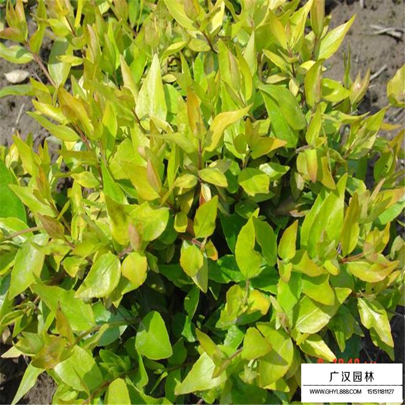 大花六道木產(chǎn)地