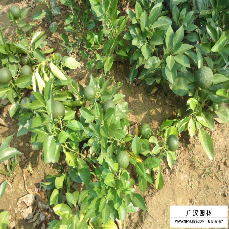 代代橘產(chǎn)地