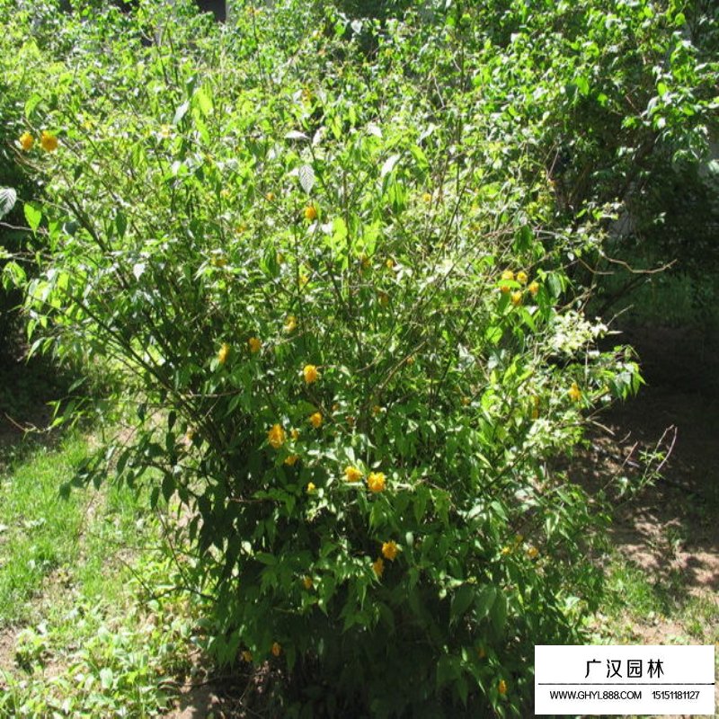 棣棠的故事(圖3)