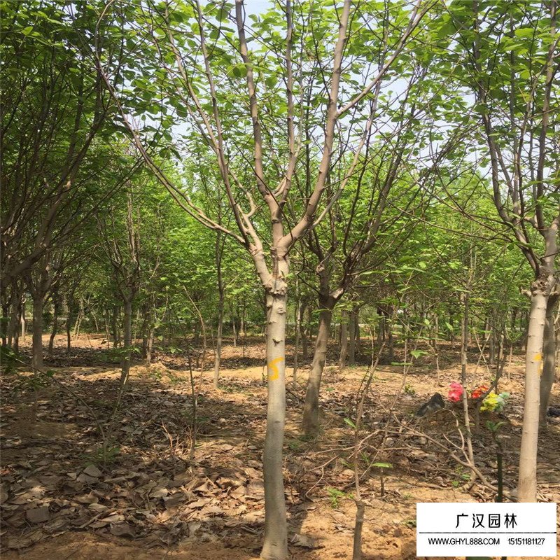 紫玉蘭產(chǎn)地