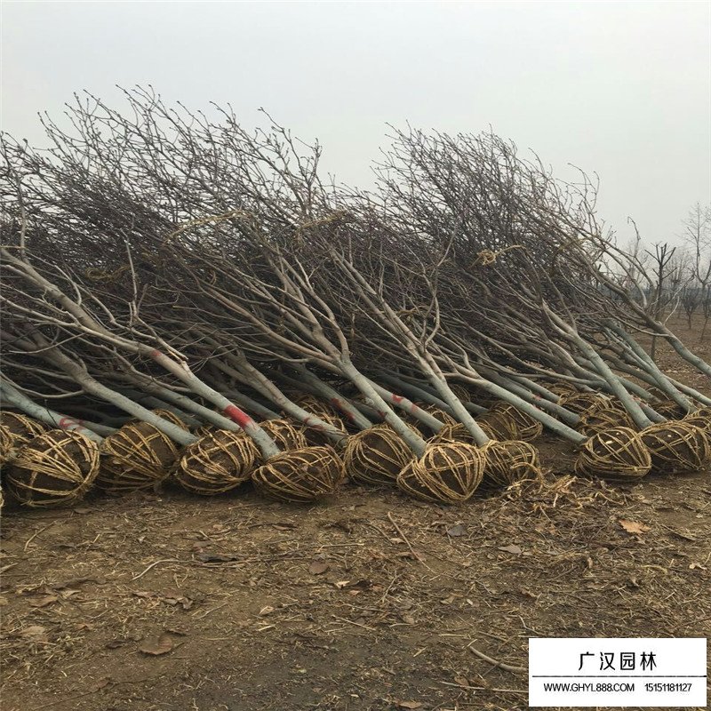 紫玉蘭產(chǎn)地