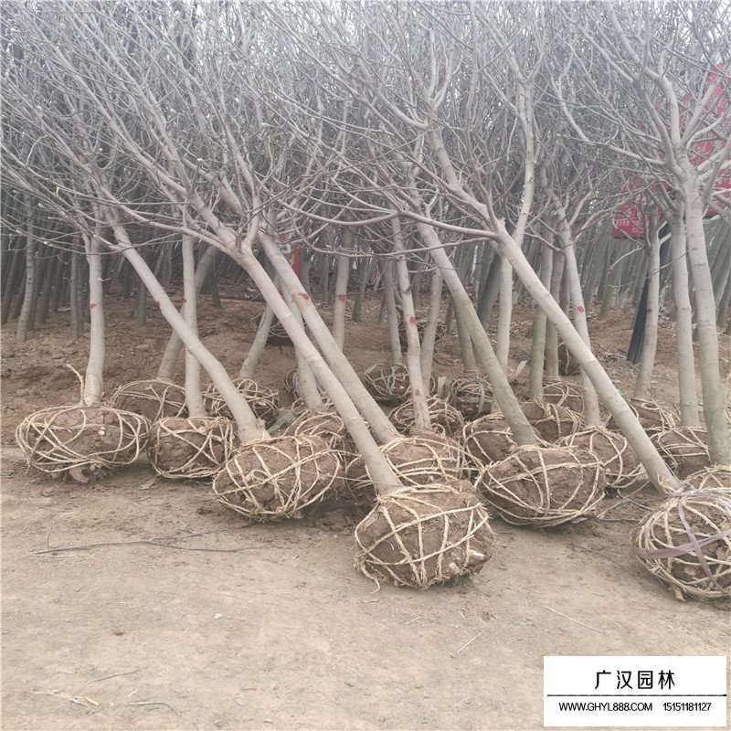 紫玉蘭產(chǎn)地