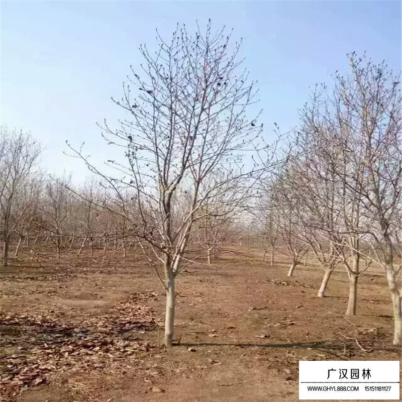 紫玉蘭產(chǎn)地