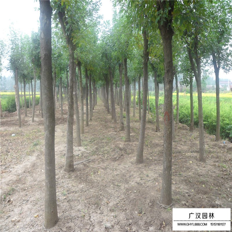 白蠟樹(shù)價(jià)格