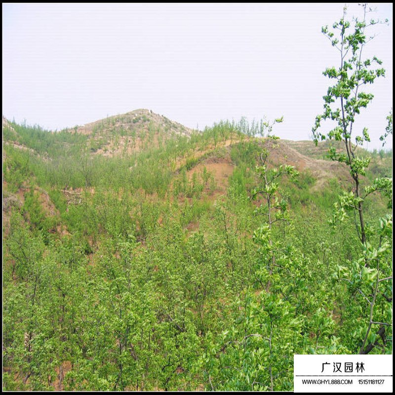 棗樹(shù)產(chǎn)地