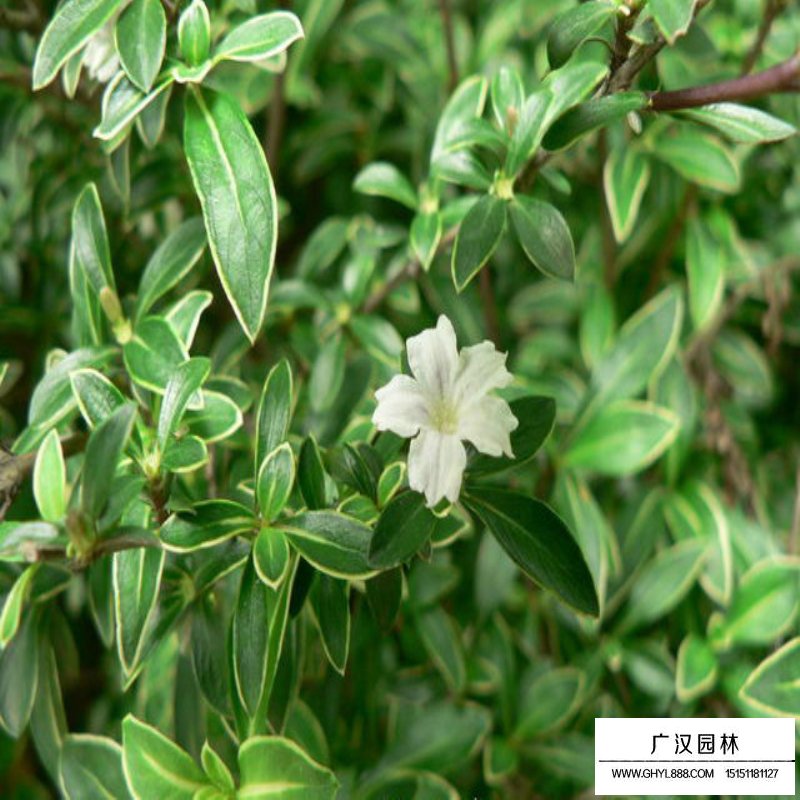 六月雪的盆景制作(圖1)