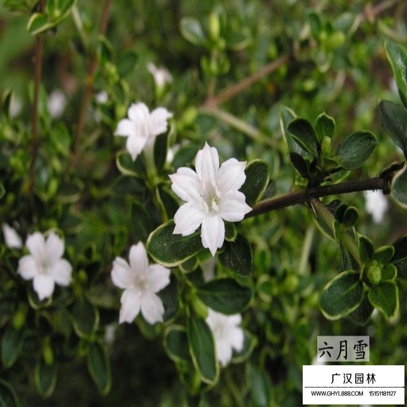 六月雪的盆景制作(圖3)