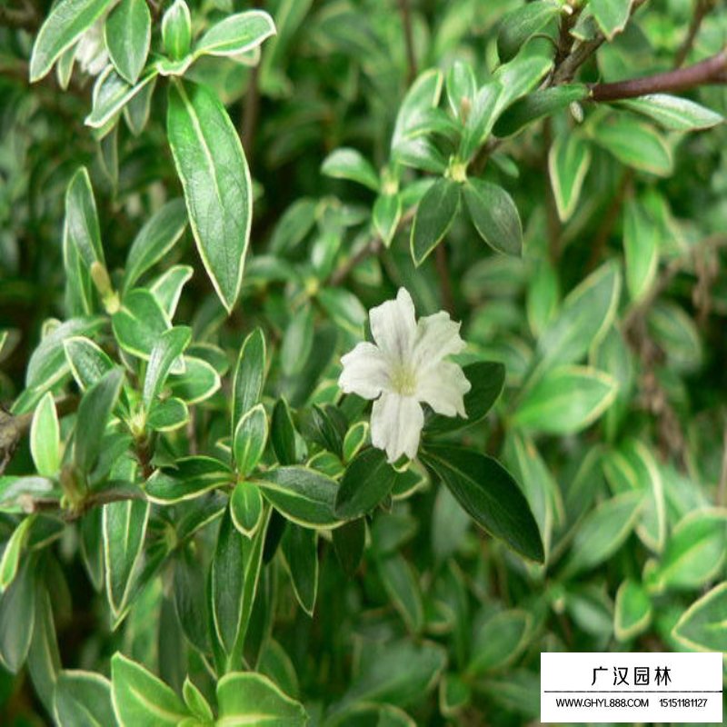 六月雪的盆景制作(圖4)