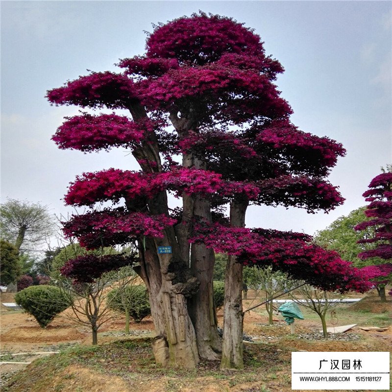 紅花繼木價(jià)格