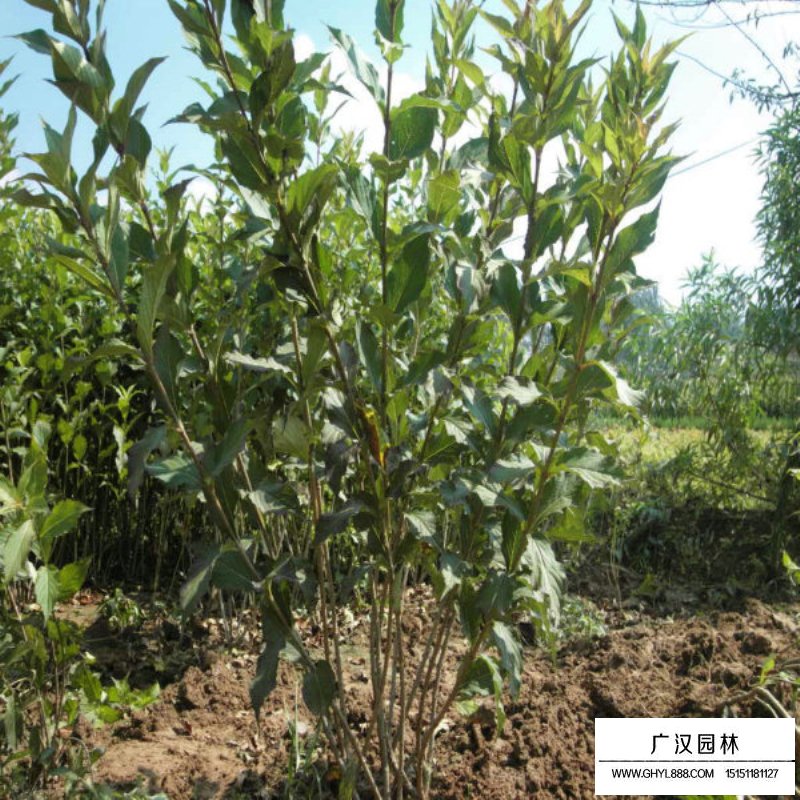 紅王子錦帶價(jià)格