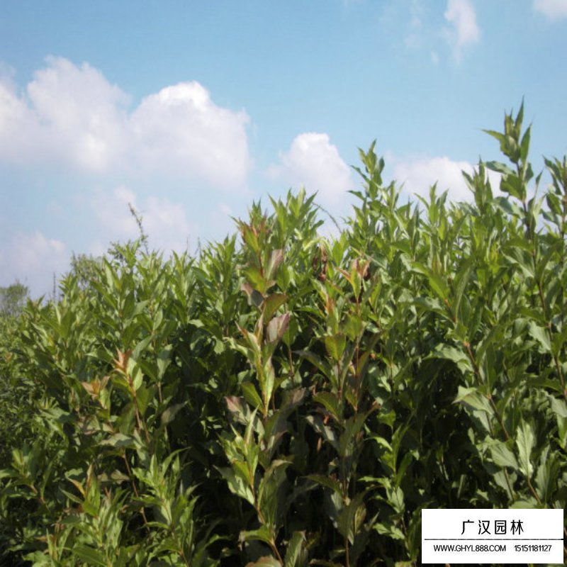 紅王子錦帶價(jià)格