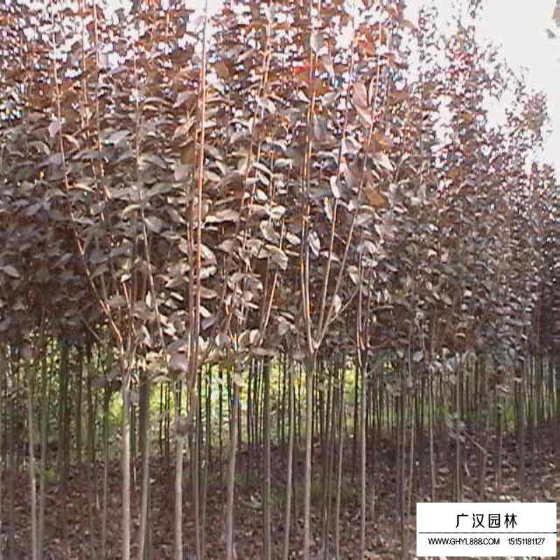 紅葉李價(jià)格