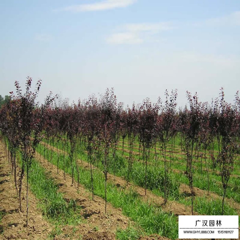 紅葉李價(jià)格