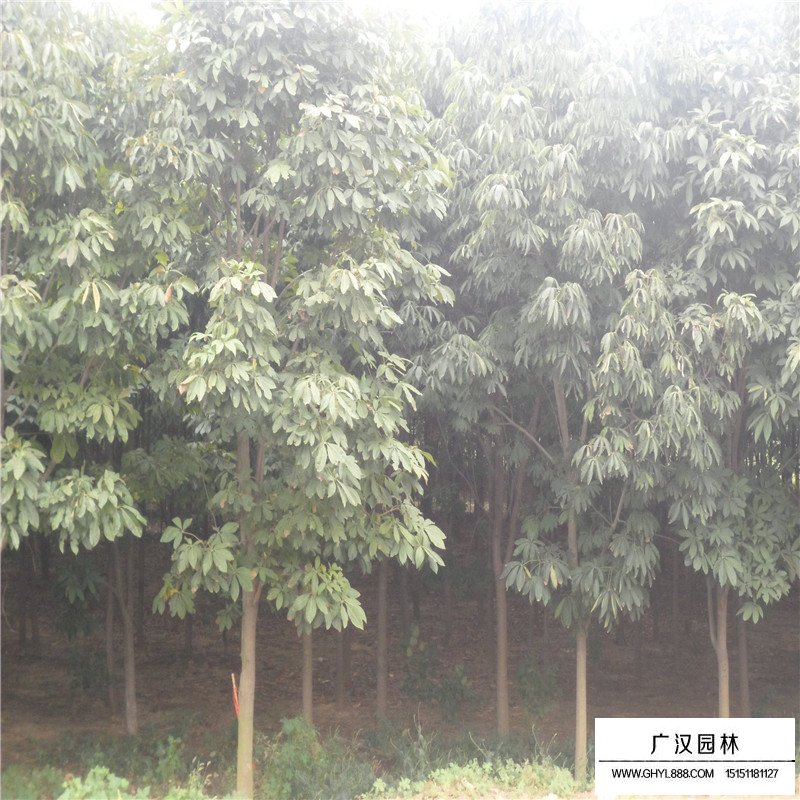 七葉樹產(chǎn)地