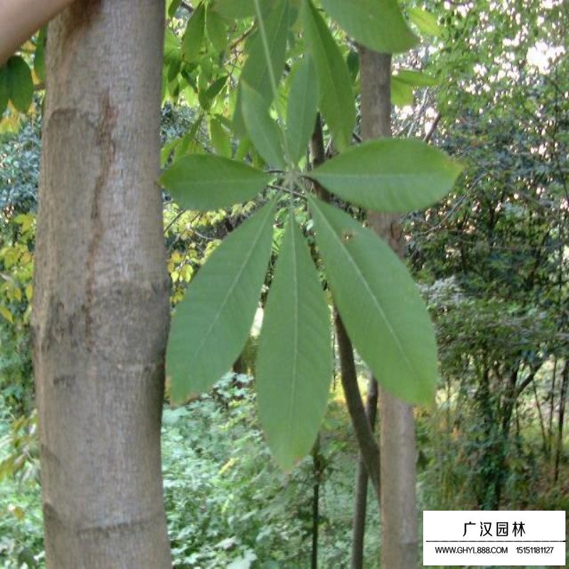 七葉樹產(chǎn)地