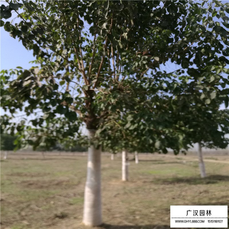 重陽(yáng)木價(jià)格