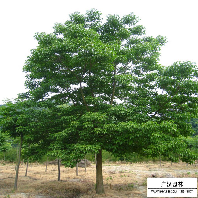 重陽(yáng)木價(jià)格