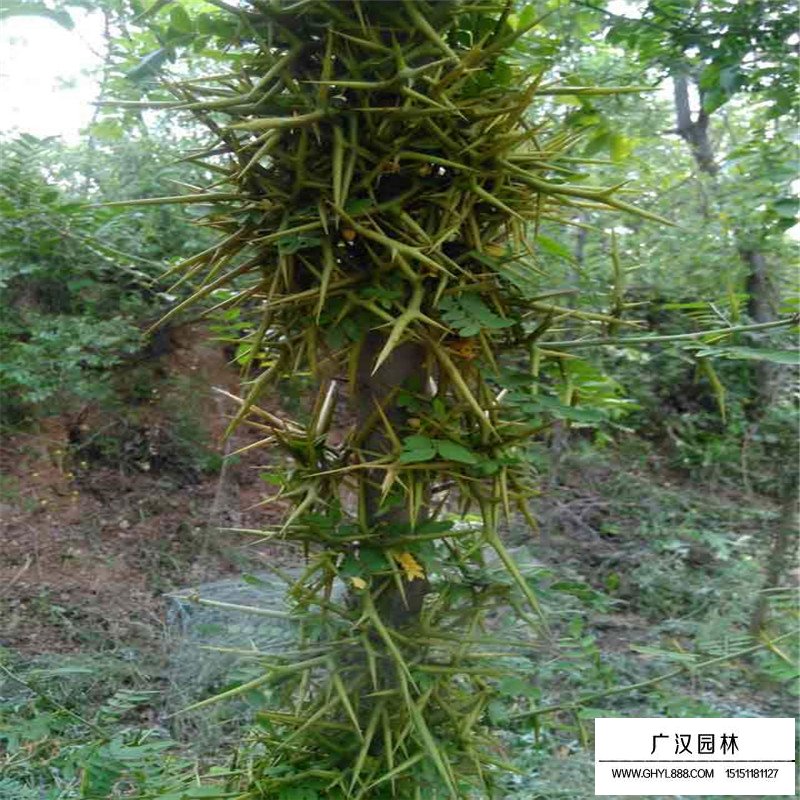 皂角樹產(chǎn)地