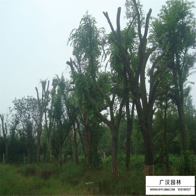 皂角樹產(chǎn)地