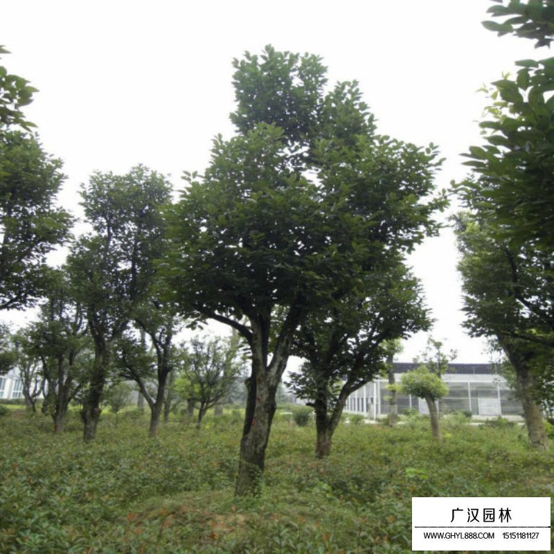 柿子樹(shù)價(jià)格