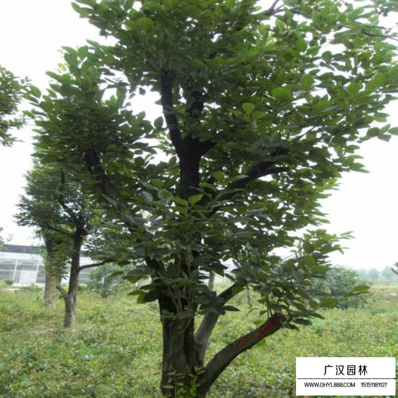 柿子樹(shù)價(jià)格