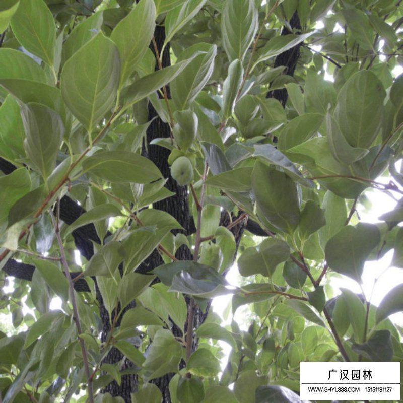 柿子樹(shù)價(jià)格