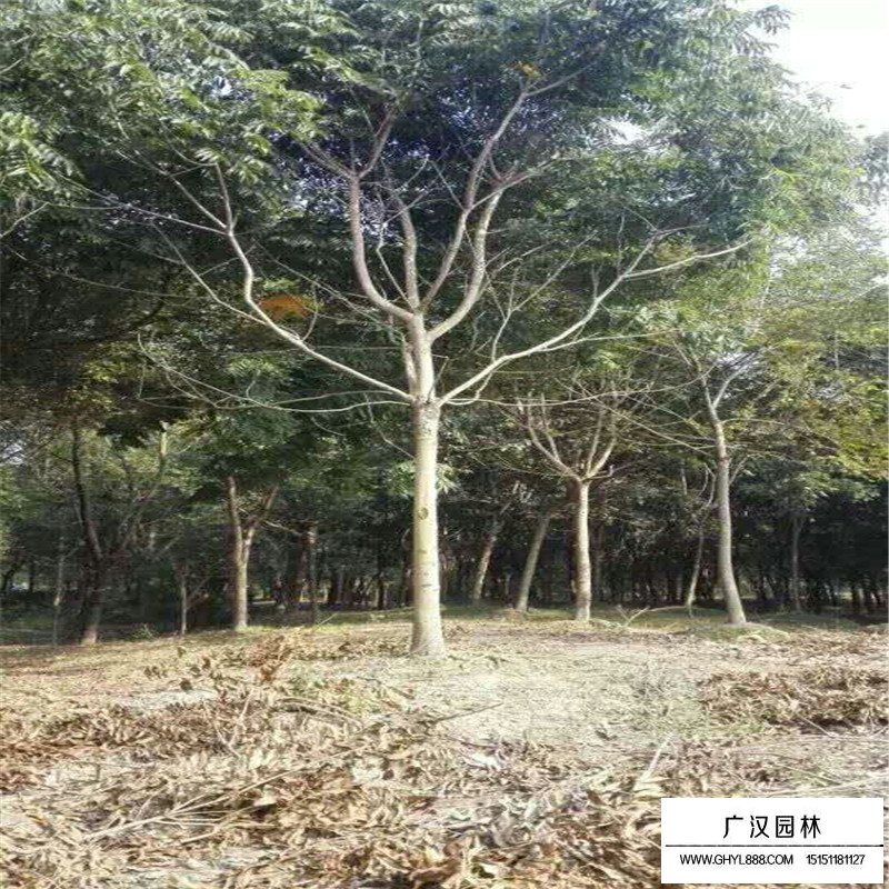 無(wú)患子產(chǎn)地