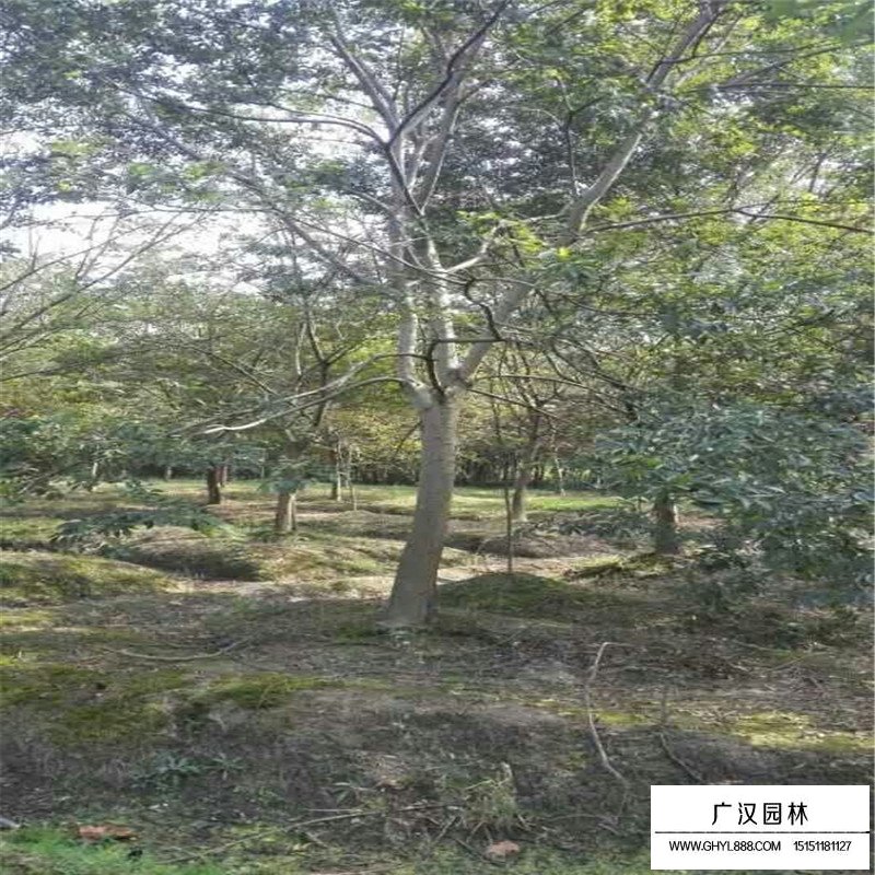 無(wú)患子產(chǎn)地