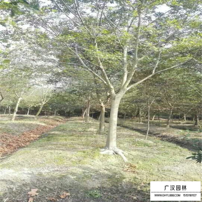 無(wú)患子產(chǎn)地