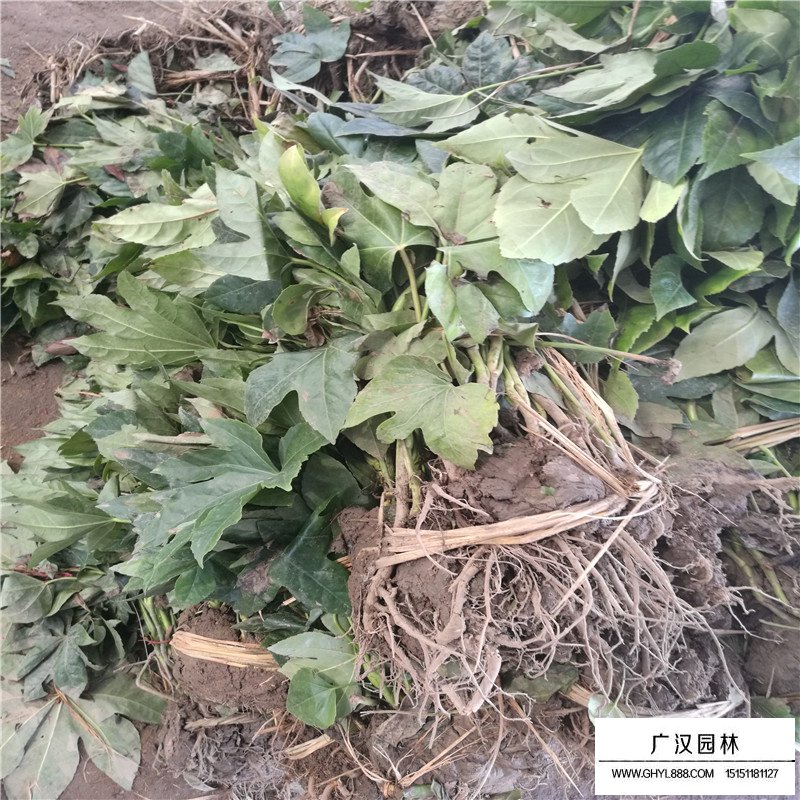 八角金盤的繁殖方法(圖3)