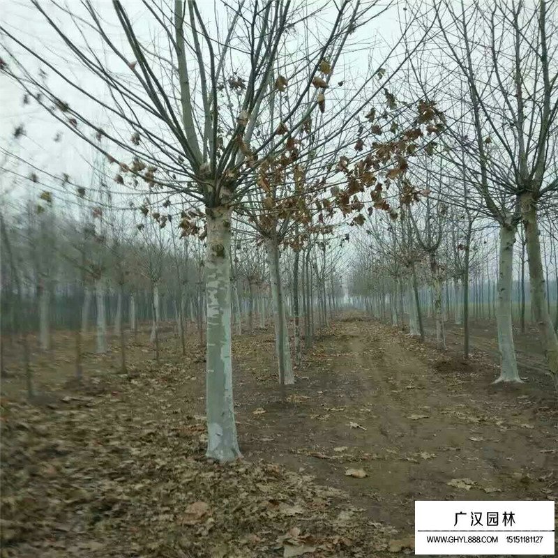 法桐的價(jià)格